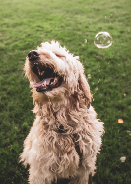 Happy dog with bubbles