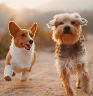 Dogs running together